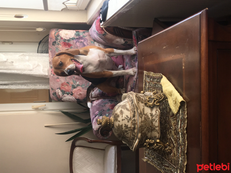 Beagle, Köpek  Michu fotoğrafı