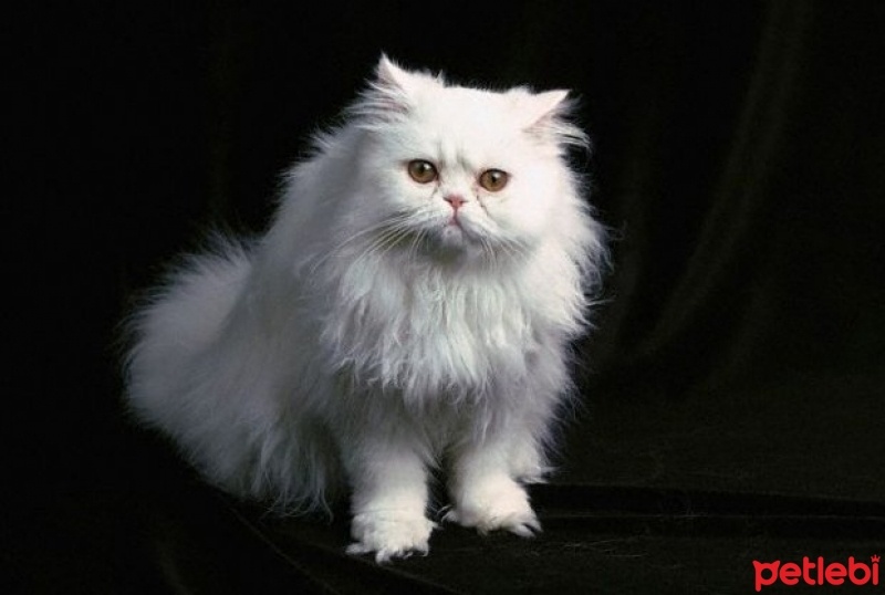 İran Kedisi (Persian), Kedi  eywa fotoğrafı