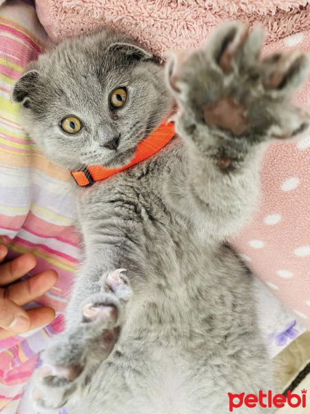 Scottish Fold, Kedi  Duman fotoğrafı