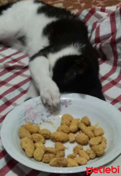 Tuxedo (Smokin) Kedi, Kedi  Tuncay fotoğrafı