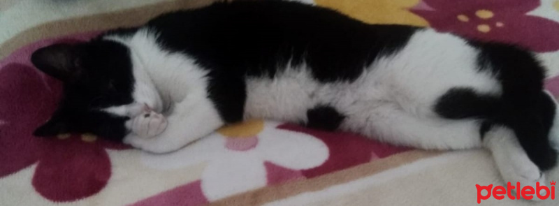 Tuxedo (Smokin) Kedi, Kedi  Tuncay fotoğrafı