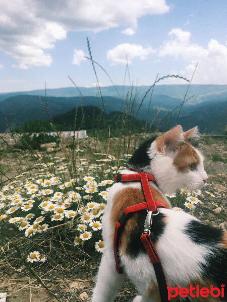 Tekir Kedi, Kedi  Bihter fotoğrafı