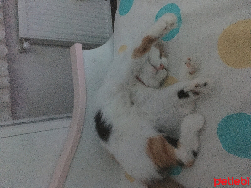 Tekir Kedi, Kedi  Bihter fotoğrafı