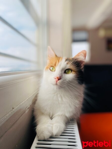 Tekir Kedi, Kedi  Bihter fotoğrafı