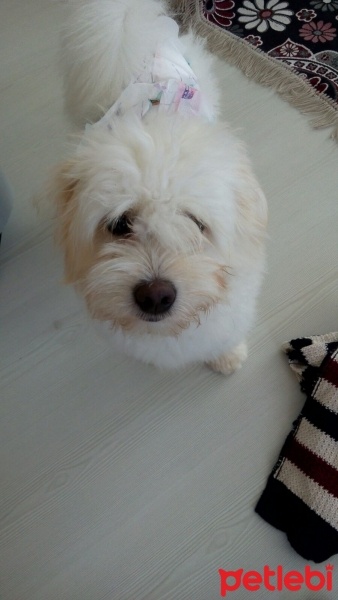 Maltese, Köpek  Badi fotoğrafı