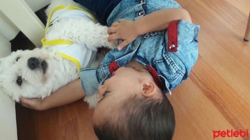 Maltese, Köpek  Badi fotoğrafı