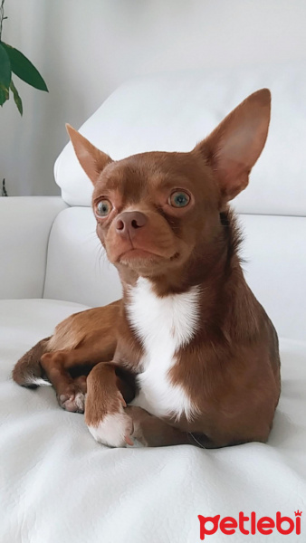 Chihuahua, Köpek  Tarçın fotoğrafı