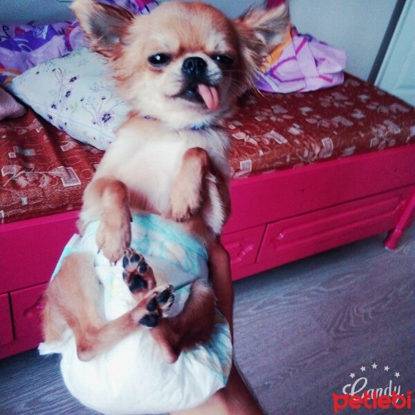 Chihuahua, Köpek  ZIRIL fotoğrafı