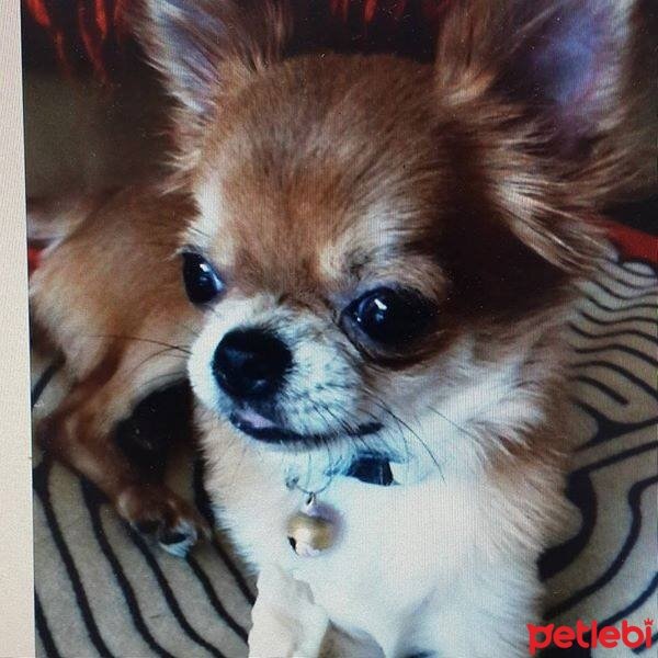 Chihuahua, Köpek  ZIRIL fotoğrafı