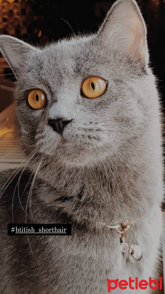 British Shorthair, Kedi  Gümüş fotoğrafı