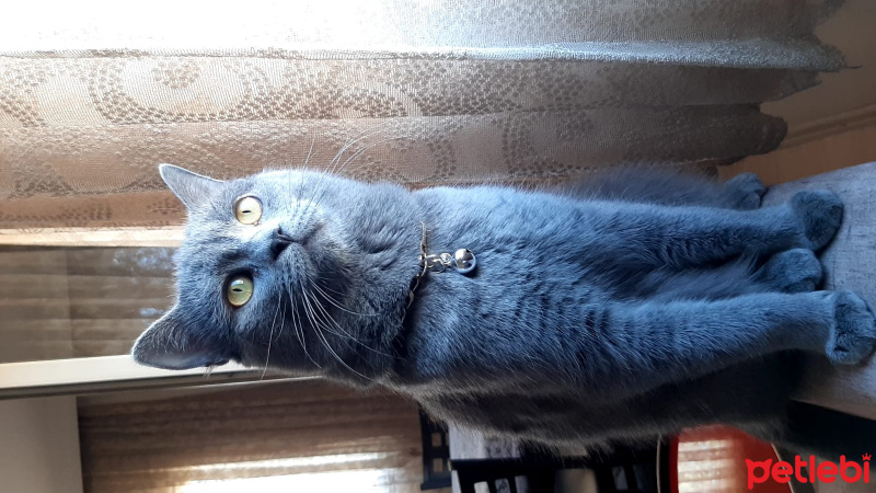 British Shorthair, Kedi  Gümüş fotoğrafı