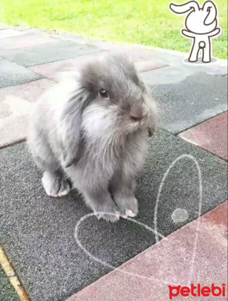 Tavşan, Kemirgen  Puffyy fotoğrafı