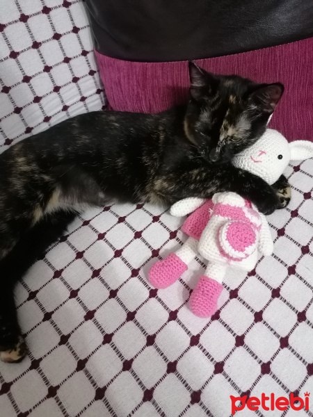 Tekir Kedi, Kedi  Zilli fotoğrafı