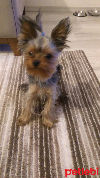 Yorkshire Terrier, Köpek  Leo fotoğrafı