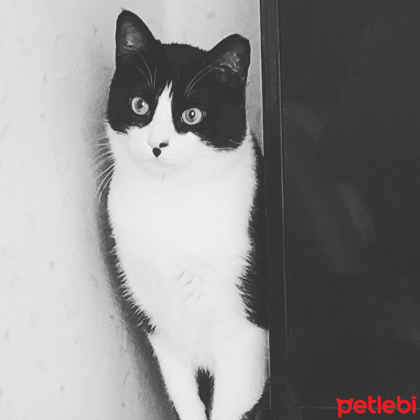 Tekir Kedi, Kedi  Gurbet fotoğrafı