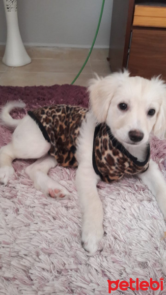 Maltese, Köpek  ADA fotoğrafı