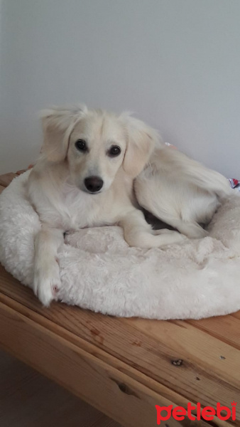 Maltese, Köpek  ADA fotoğrafı