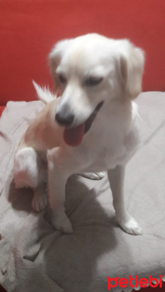 Maltese, Köpek  ADA fotoğrafı