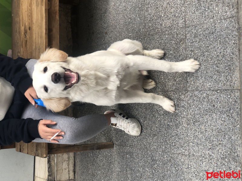 Golden Retriever, Köpek  Sirius fotoğrafı