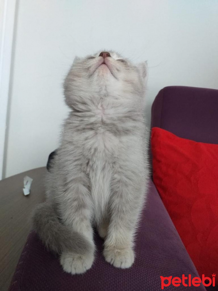 British Shorthair, Kedi  Oscar fotoğrafı