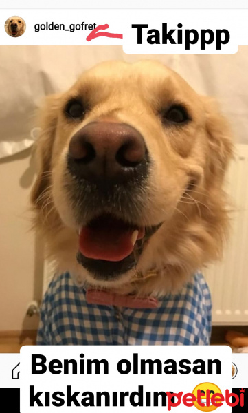 Golden Retriever, Köpek  Gofret fotoğrafı