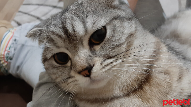 Scottish Fold, Kedi  Gümüş fotoğrafı