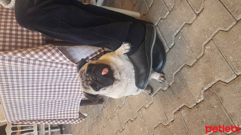 Pug, Köpek  Rıfkı fotoğrafı