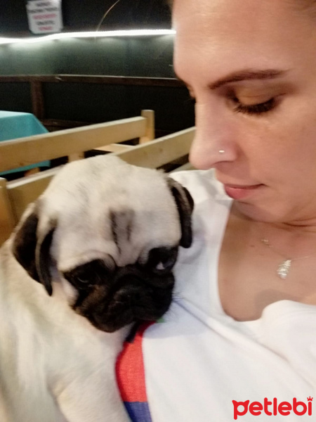 Pug, Köpek  Fiyona fotoğrafı