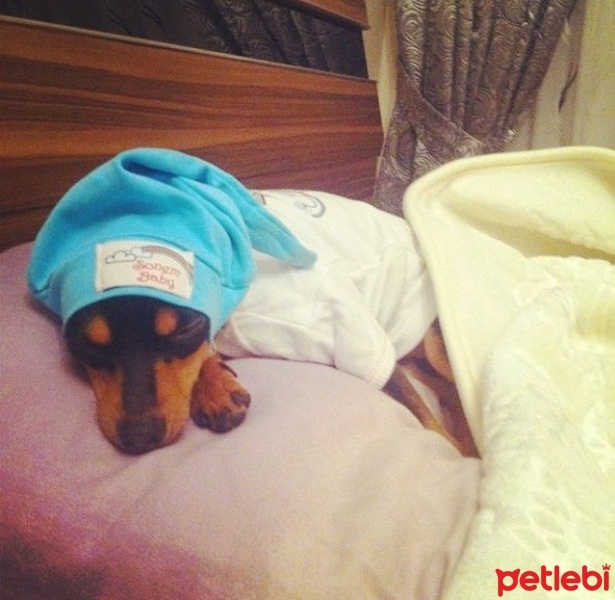 Minyatür Pinscher, Köpek  Leo fotoğrafı