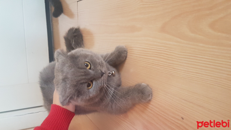 Scottish Fold, Kedi  Nazlı fotoğrafı