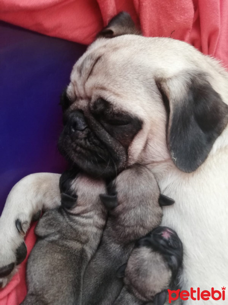 Pug, Köpek  Frida fotoğrafı