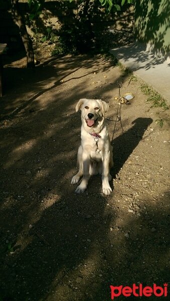 Golden Retriever, Köpek  rüzgar fotoğrafı