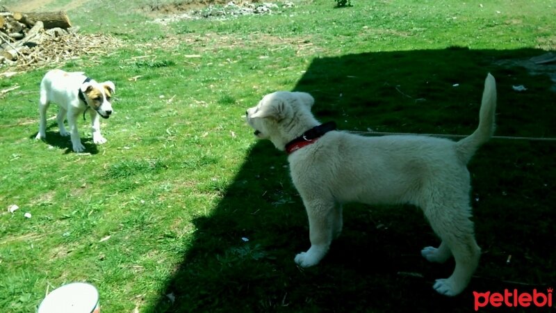 Golden Retriever, Köpek  rüzgar fotoğrafı