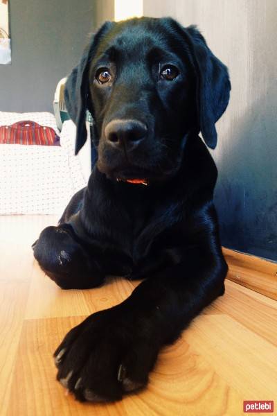 Labrador Retriever, Köpek  Robin fotoğrafı