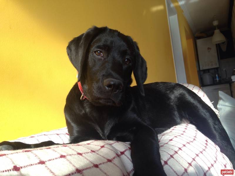 Labrador Retriever, Köpek  Robin fotoğrafı