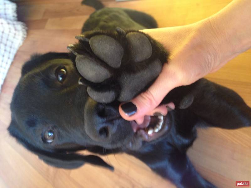 Labrador Retriever, Köpek  Robin fotoğrafı