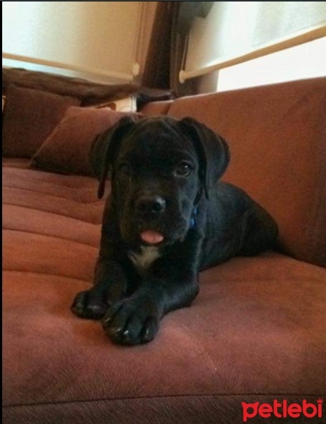 Cane Corso Italiano, Köpek  Tyson tim dog kennel fotoğrafı
