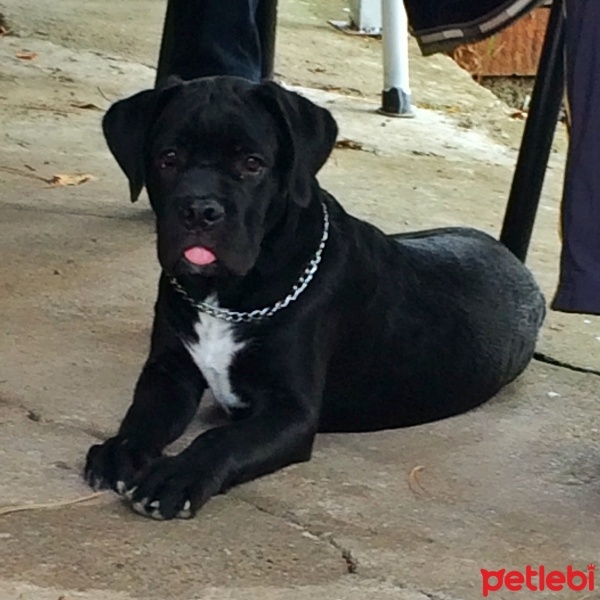 Cane Corso Italiano, Köpek  Tyson tim dog kennel fotoğrafı
