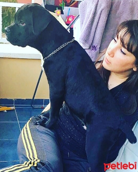 Cane Corso Italiano, Köpek  Tyson tim dog kennel fotoğrafı