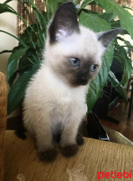 Siyam Kedisi, Kedi  Lokum fotoğrafı