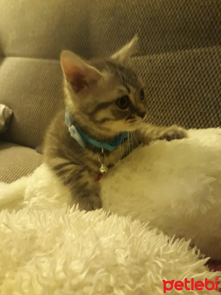 British Shorthair, Kedi  Miskin fotoğrafı