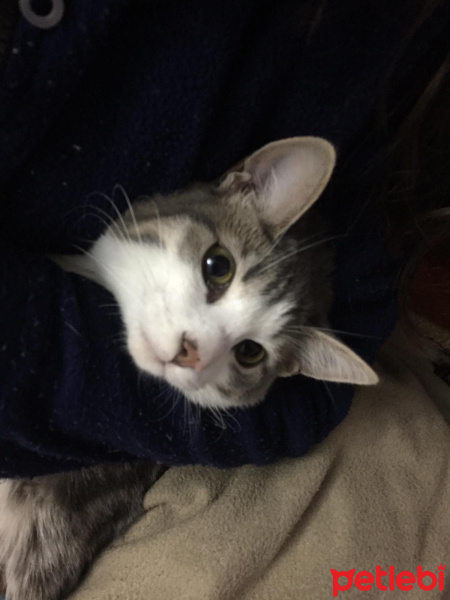 Tekir Kedi, Kedi  Emma fotoğrafı