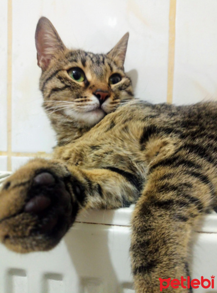 Tekir Kedi, Kedi  Mars fotoğrafı