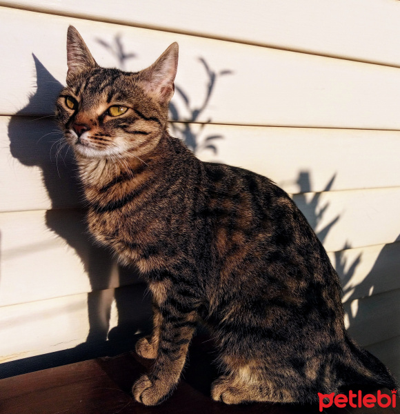 Tekir Kedi, Kedi  Mars fotoğrafı