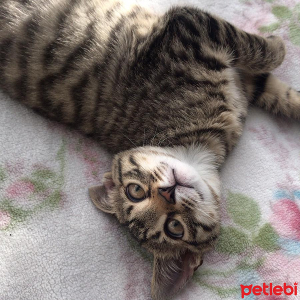 Tekir Kedi, Kedi  Mars fotoğrafı