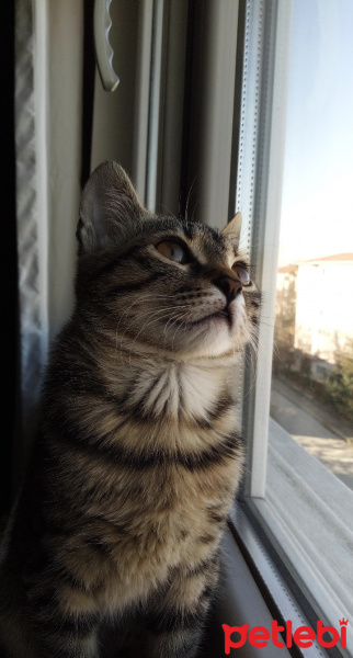 Tekir Kedi, Kedi  Mars fotoğrafı