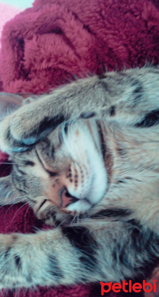 Tekir Kedi, Kedi  Mars fotoğrafı