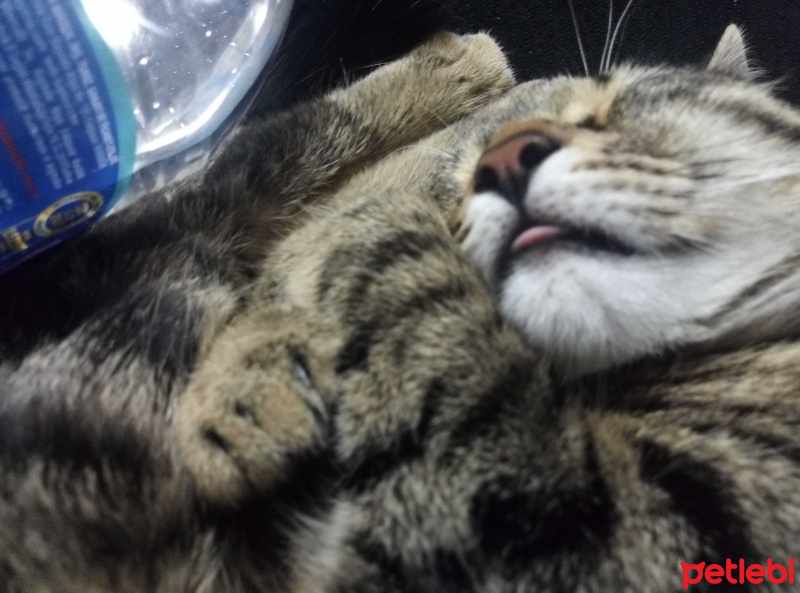 Tekir Kedi, Kedi  Mars fotoğrafı