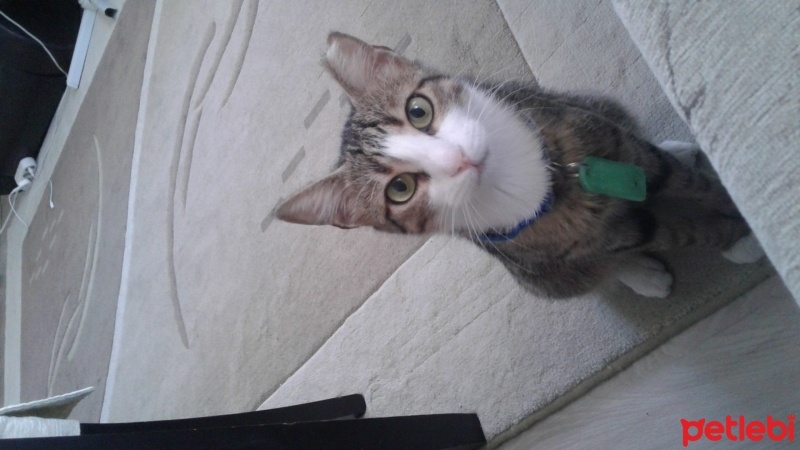 Tekir Kedi, Kedi  Tabby fotoğrafı