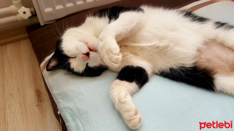 Tuxedo (Smokin) Kedi, Kedi  Haşi fotoğrafı